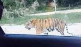 成都老虎爆料视频最新,揭秘背后惊人真相